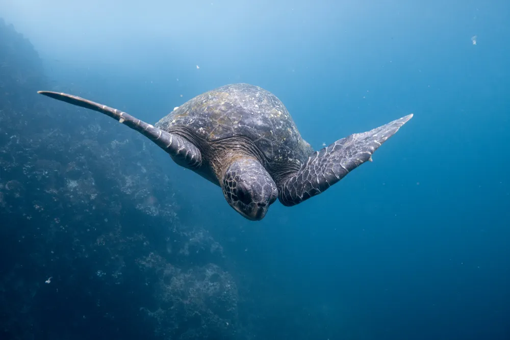Paisajes volcánicos de Galápagos