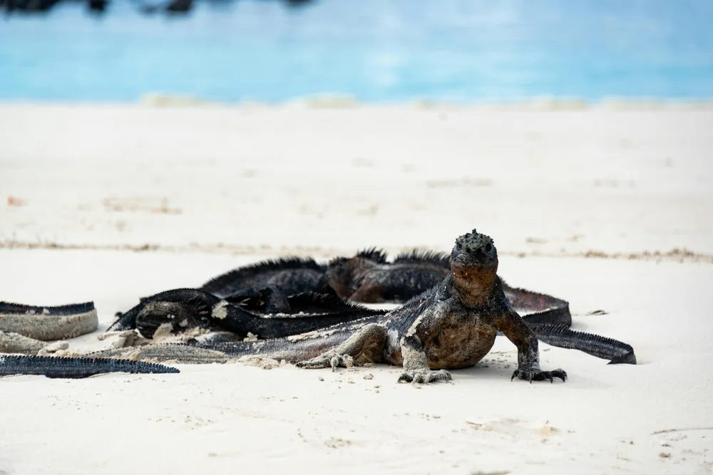 Paisajes volcánicos de Galápagos